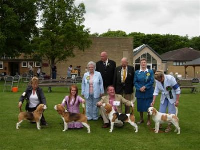 RBIS Beagle CH Show