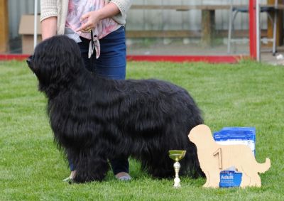 Evie winning the Black Bitch CAC Belgium