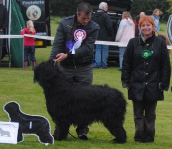 Gilcoru Touraine D'Brie at Bourntwyn winning Best in Show BA Club show