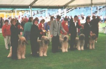 Left to Right:  Gilcoru Givency D'Brie at Arrowflec (owned by K & D Fletcher) Gilcoru Harlin D'Brie (owned by R & D Patience) Gilcoru Gio D'Brie (owned by C & J Bithell) Gilcoru Knowing D'Brie (owned by Jan Rual) Gilcoru Quizzical D'Brie (owned by N Rual & S Stock)
